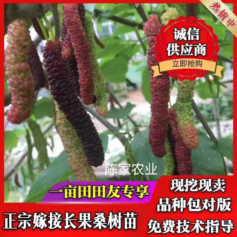 桑树苗桑葚树苗果树盆栽四季结果无籽特大桑果长桑南北方耐寒