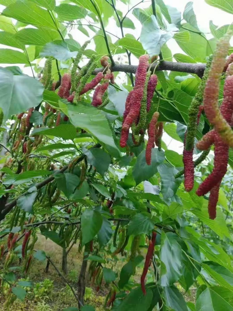 桑树苗桑葚树苗果树盆栽四季结果无籽特大桑果长桑南北方耐寒
