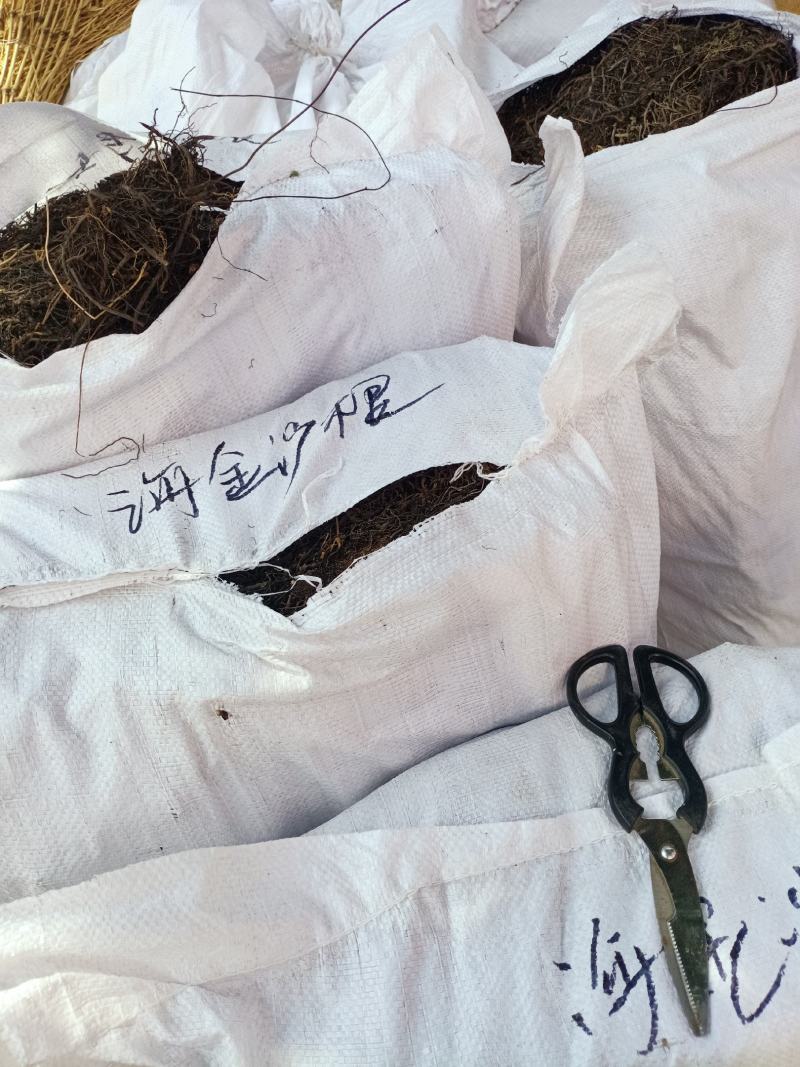 海金藤根中药材海金沙根海金沙藤各种中药材批发货真价实！
