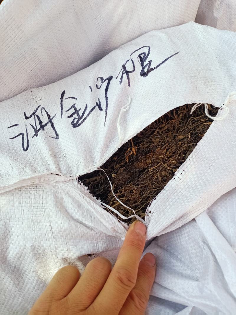 海金藤根中药材海金沙根海金沙藤各种中药材批发货真价实！
