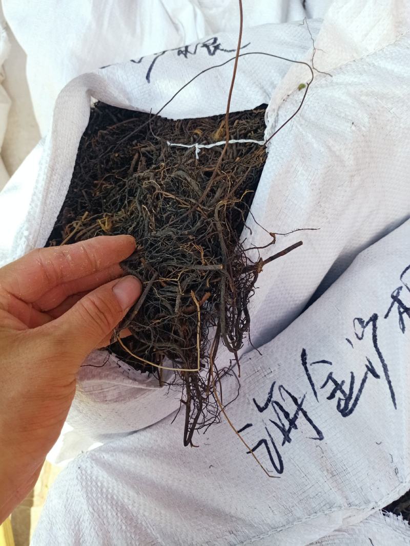 海金藤根中药材海金沙根海金沙藤各种中药材批发货真价实！