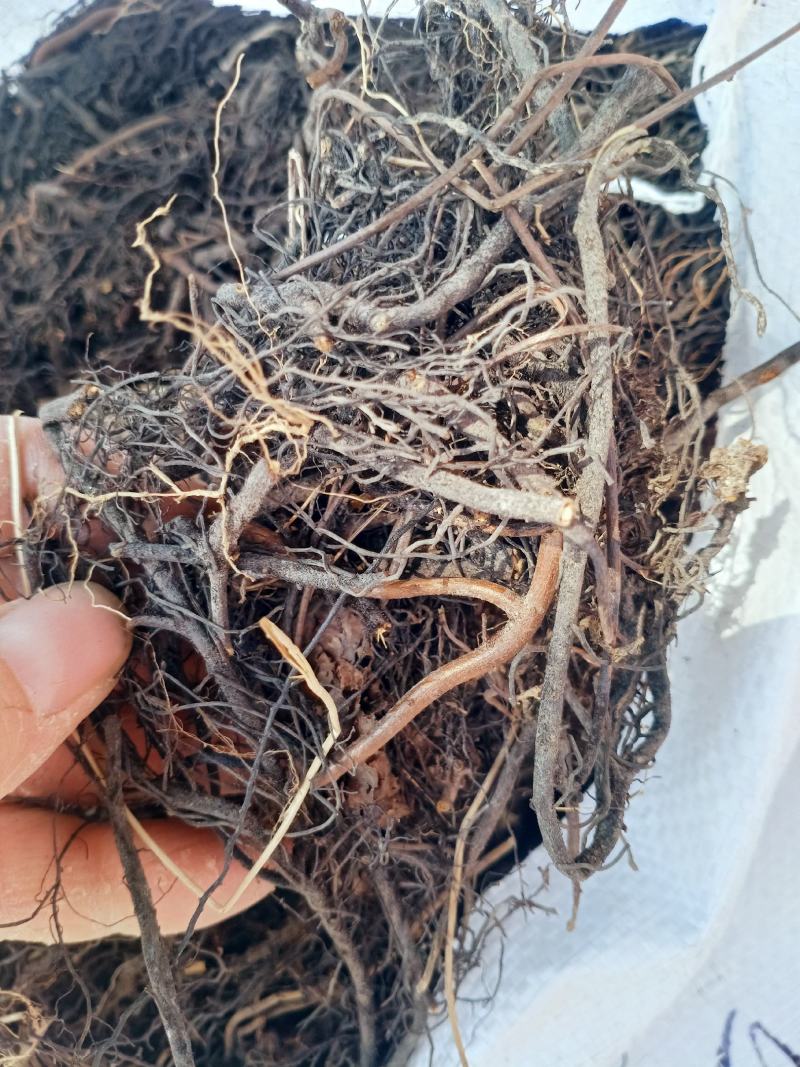 海金藤根中药材海金沙根海金沙藤各种中药材批发货真价实！