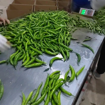 鲜辣椒，杭椒，适合超市，腌制，市场多样化