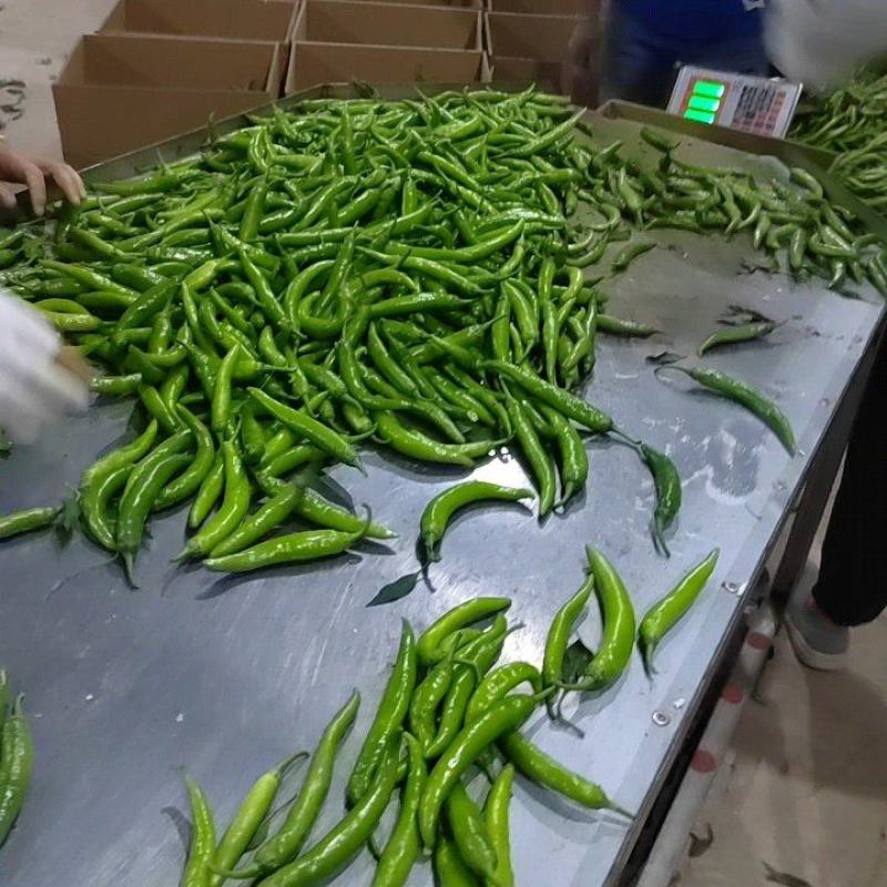 鲜辣椒，杭椒，适合超市，腌制，市场多样化