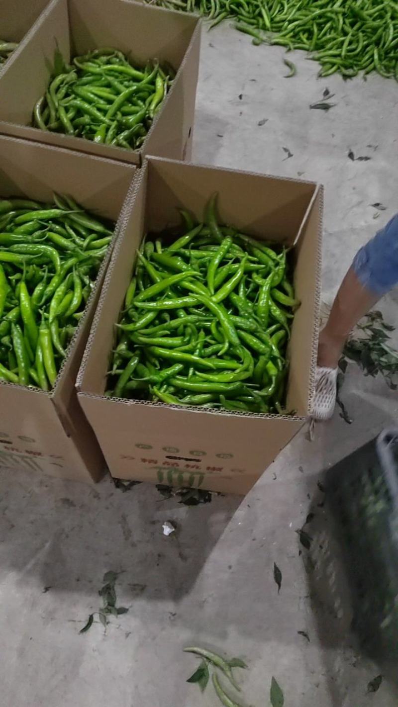 鲜辣椒，杭椒，适合超市，腌制，市场多样化