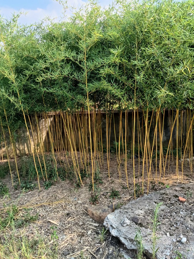 金镶玉竹，罗汉竹，紫竹，黄杆竹，花皮甜竹。