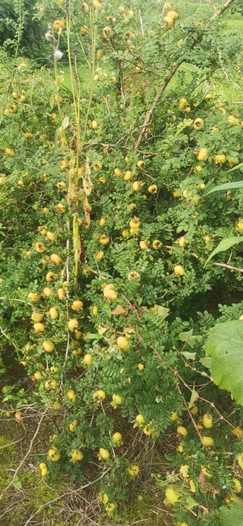无公害刺梨需要的请下单
