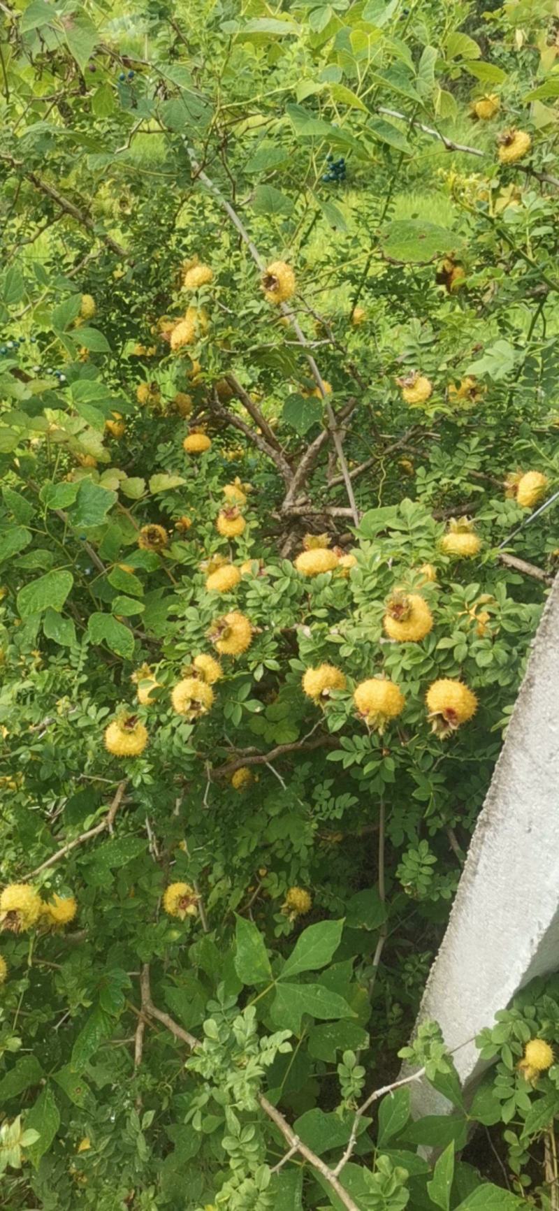无公害刺梨需要的请下单