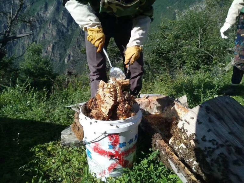 深山土蜂蜜热销中，正宗土蜂蜜