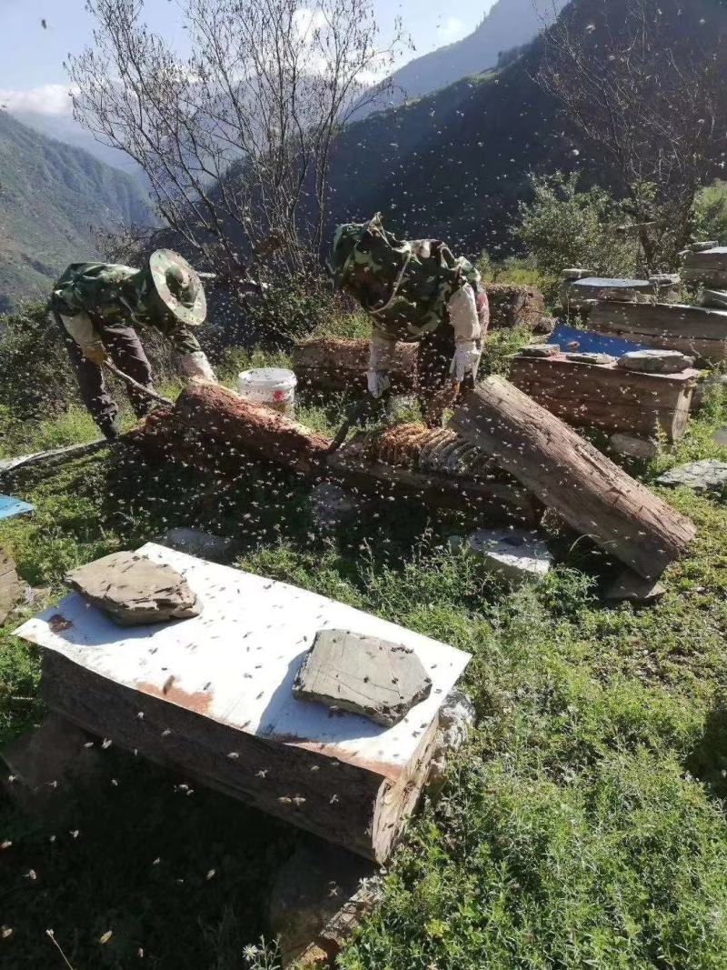深山土蜂蜜热销中，正宗土蜂蜜