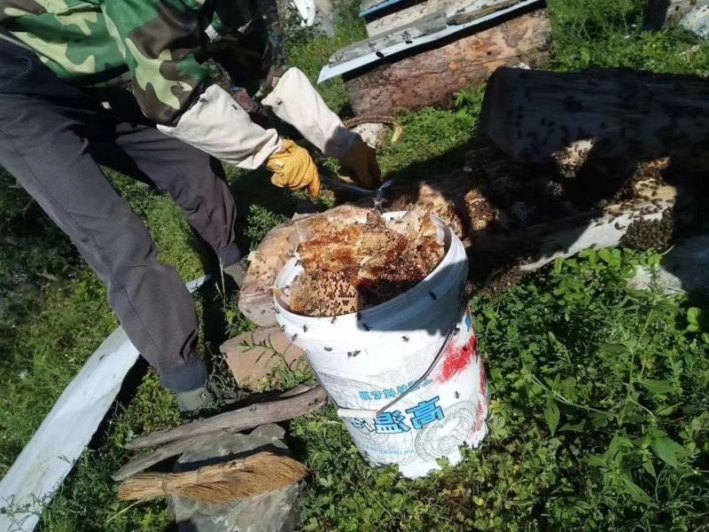 深山土蜂蜜热销中，正宗土蜂蜜