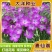 麦仙翁种子耐旱花海麦毒草花期长麦仙翁花种子庭院室外四季开