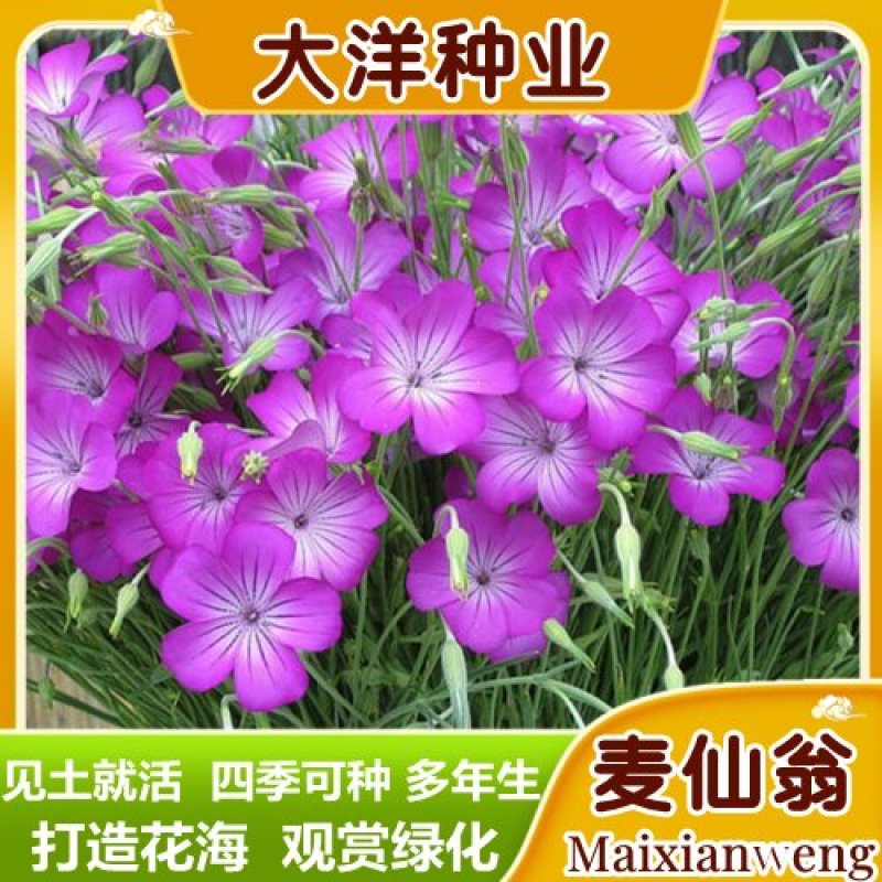 麦仙翁种子耐旱花海麦毒草花期长麦仙翁花种子庭院室外四季开
