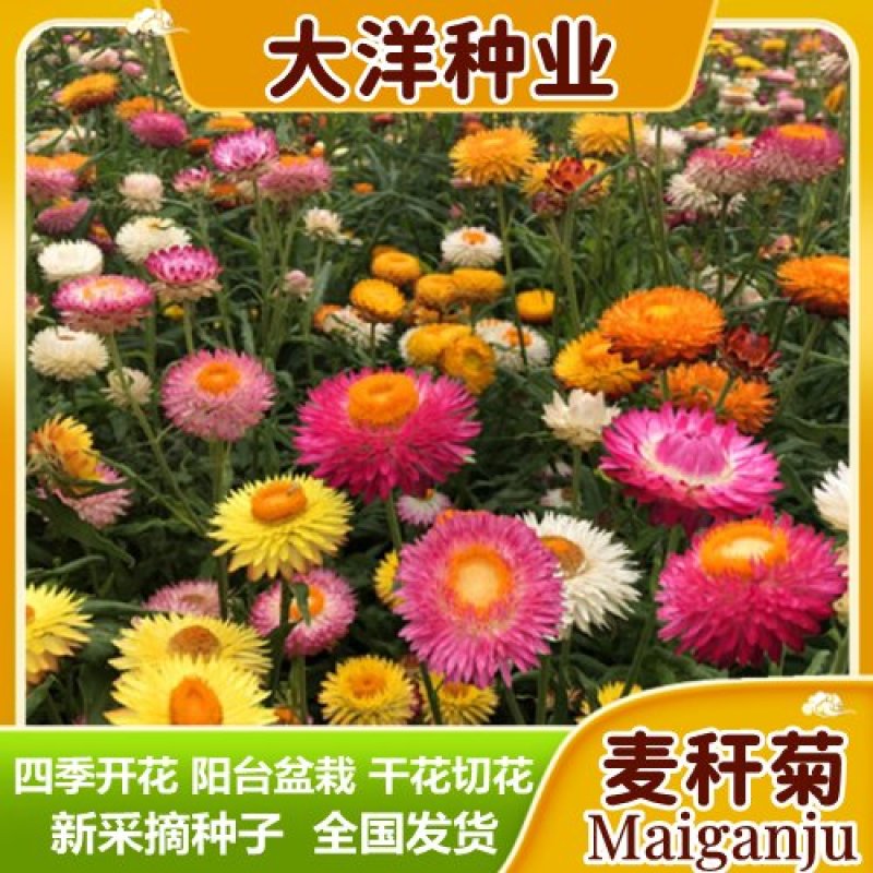 麦杆菊种子腊菊种籽景观花卉园艺盆栽观花庭院绿化切花工艺