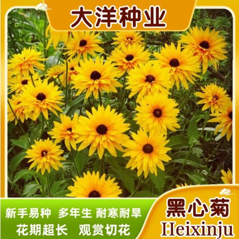 黑心菊种子金光菊花籽多年生耐寒宿根花卉四季易活庭院春秋播