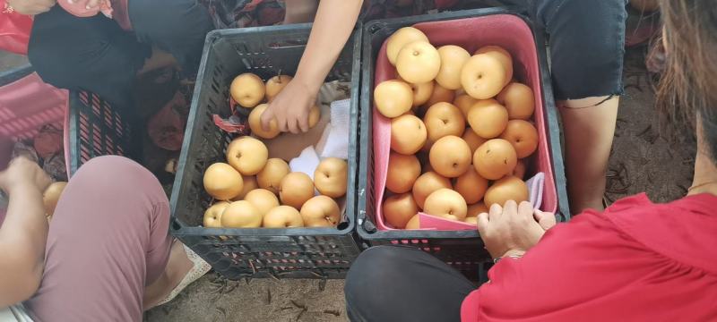 【安徽圆黄梨】现摘现发脆甜多汁对接各大市场电商商超