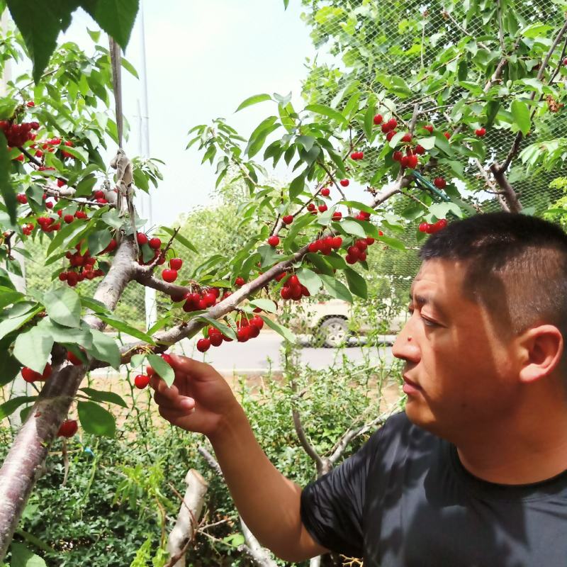 经久不衰樱桃老品牌，矮化美早樱桃苗