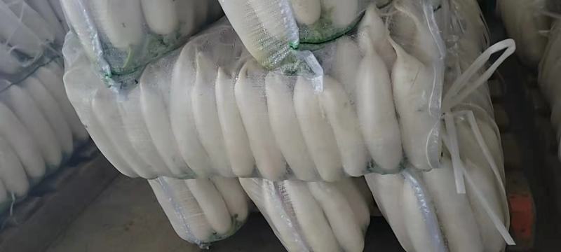 白萝卜精品水洗小五排，质量有保证，需要的老板前来洽谈合作