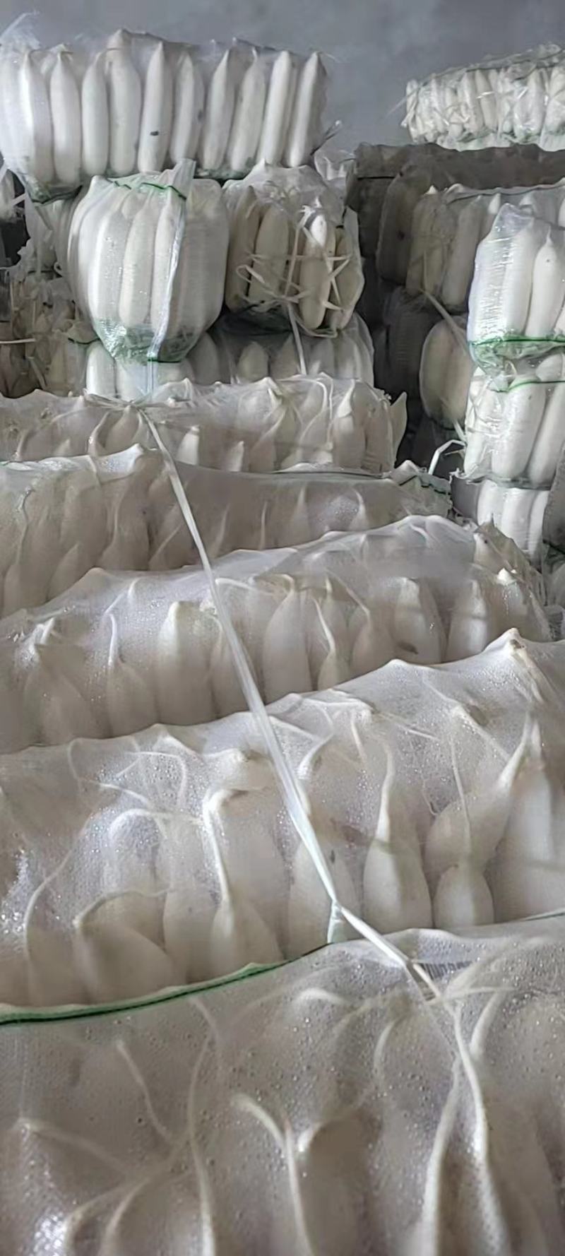 白萝卜精品水洗小五排，质量有保证，需要的老板前来洽谈合作