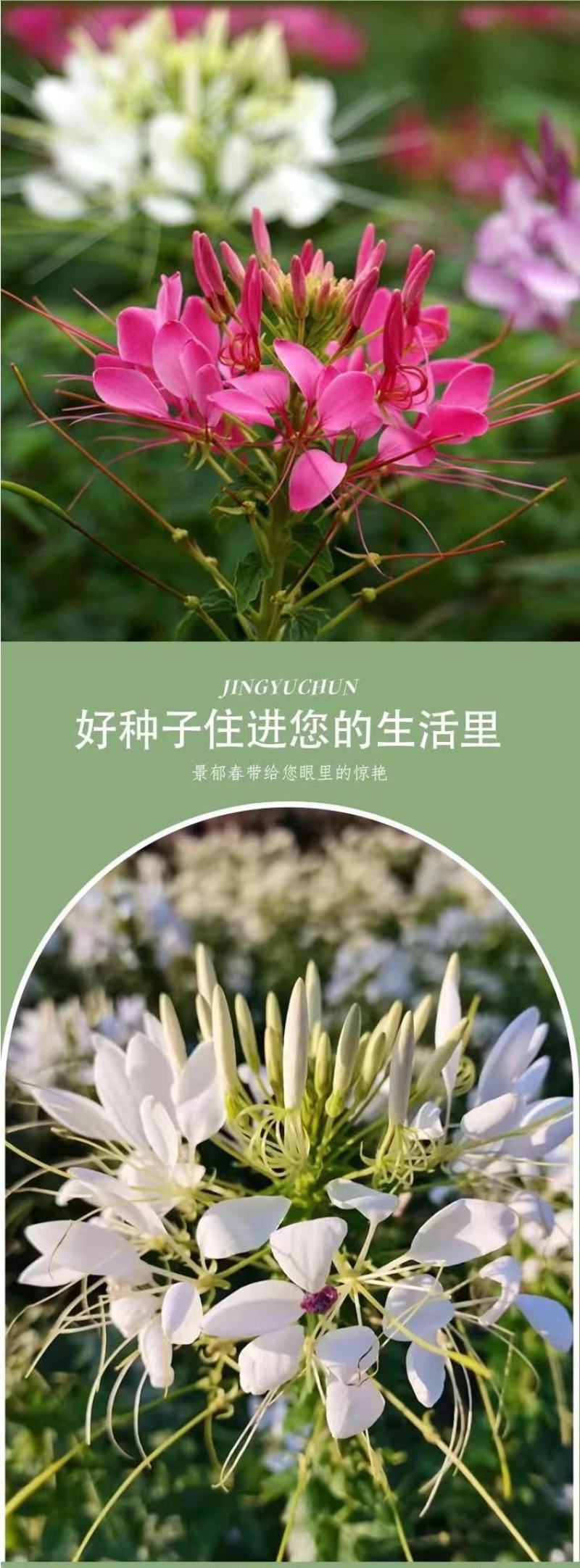 醉蝶花种子易活四季播景观园林花海易播种庭院室外观赏蜜源花