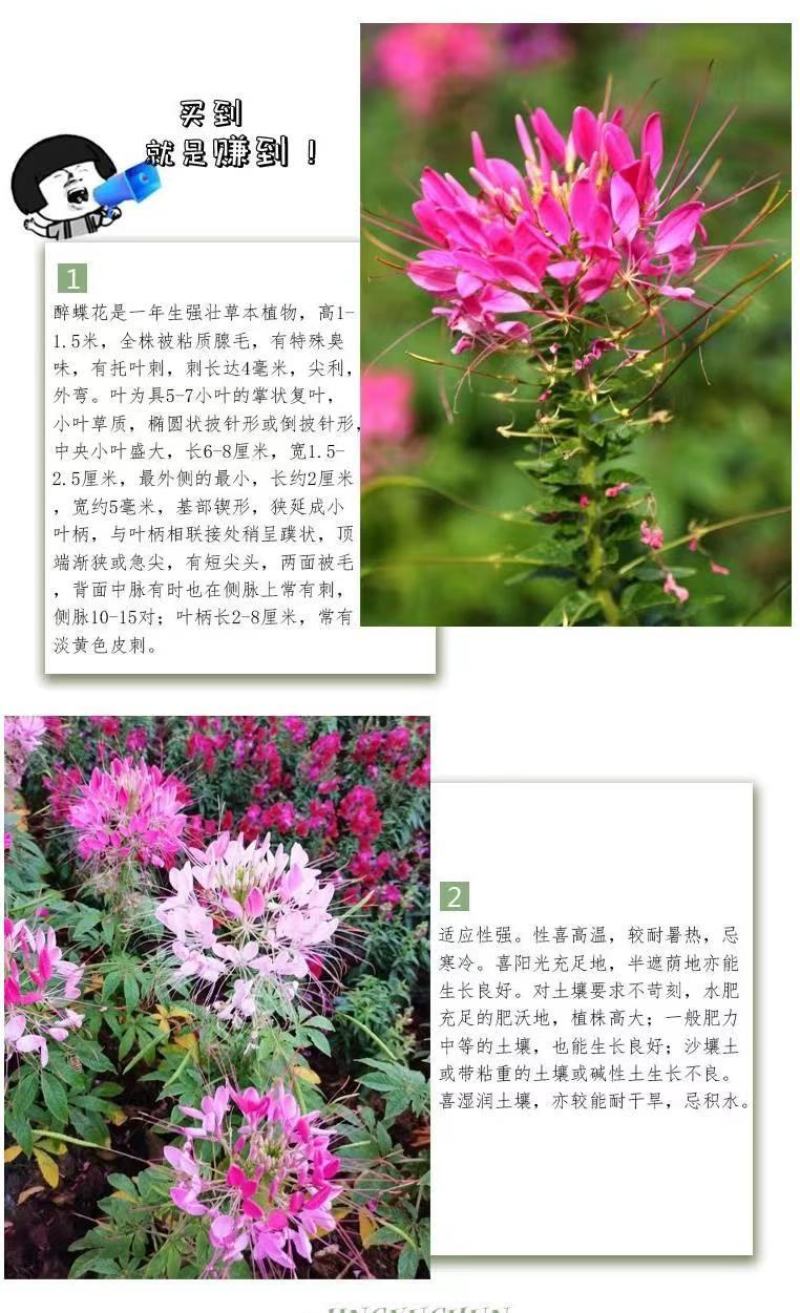 醉蝶花种子易活四季播景观园林花海易播种庭院室外观赏蜜源花