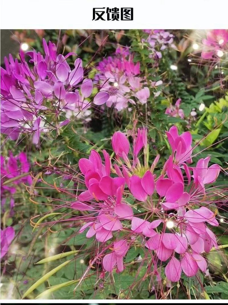 醉蝶花种子易活四季播景观园林花海易播种庭院室外观赏蜜源花