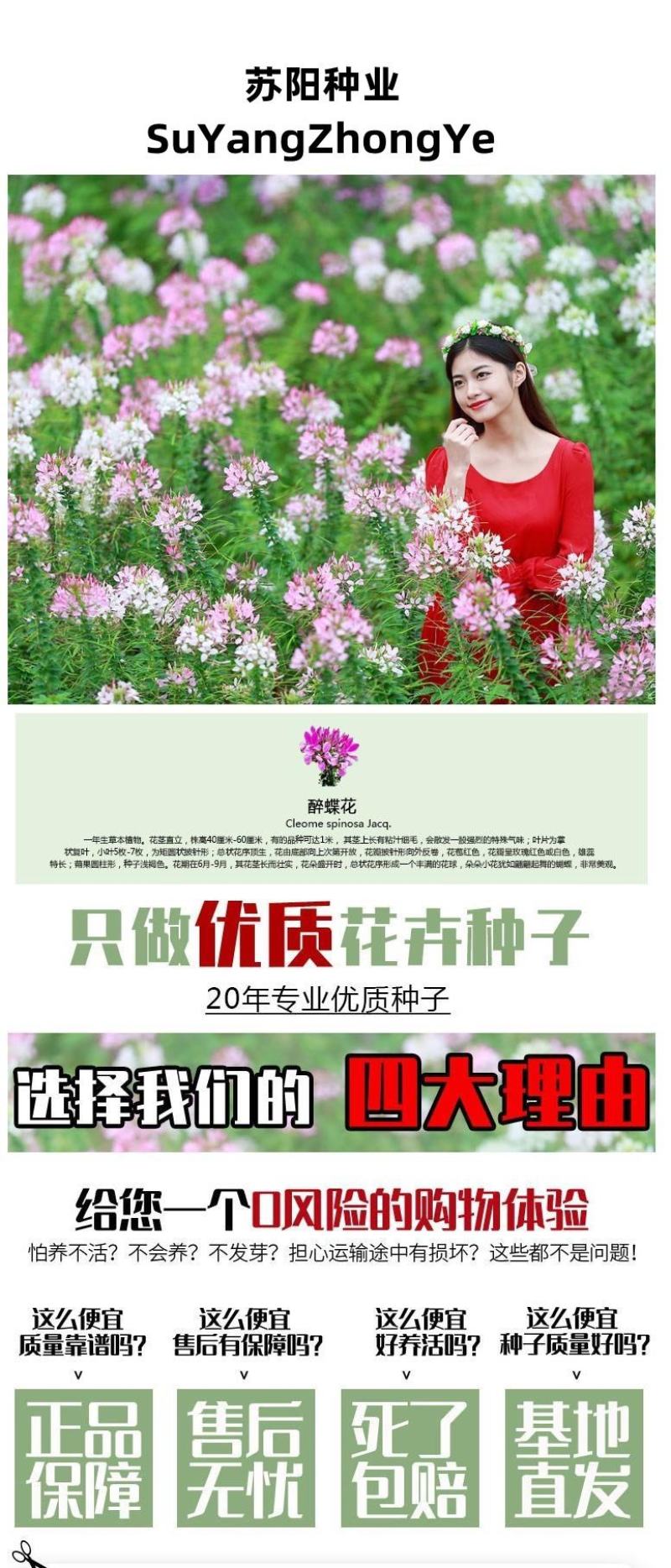 醉蝶花种子易活四季播景观园林花海易播种庭院室外观赏蜜源花