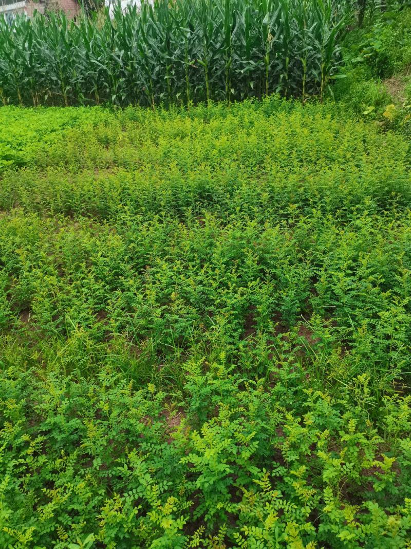 刺梨苗苗贵州刺梨苗大量有货