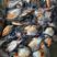 广西桂花鱼品质保证产地直发可视频看货欢迎咨询