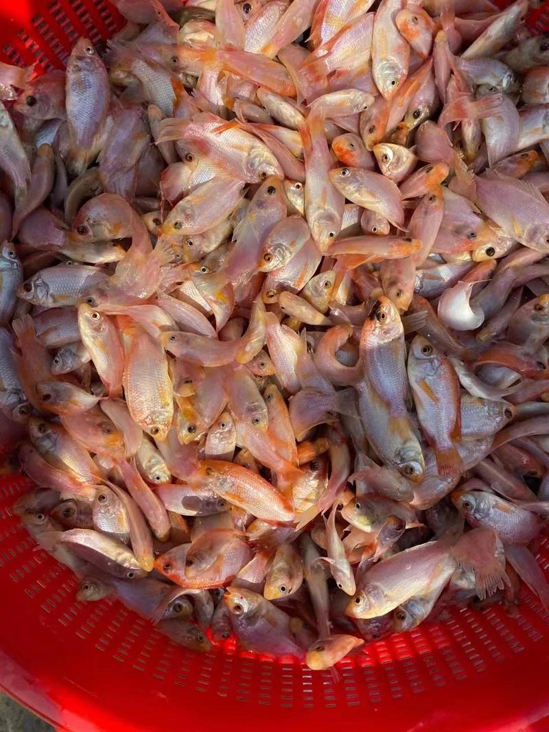 广西桂花鱼品质保证产地直发可视频看货欢迎咨询