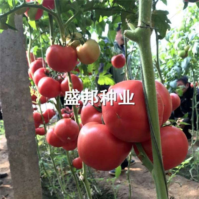 天正1567西红柿苗大粉西红柿苗
