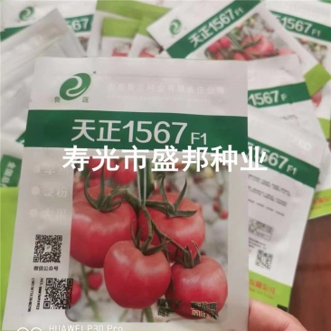 天正1567西红柿苗大粉西红柿苗
