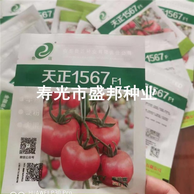天正1567西红柿苗大粉西红柿苗