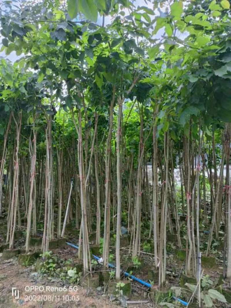 多花紫花风铃，各种规格齐全