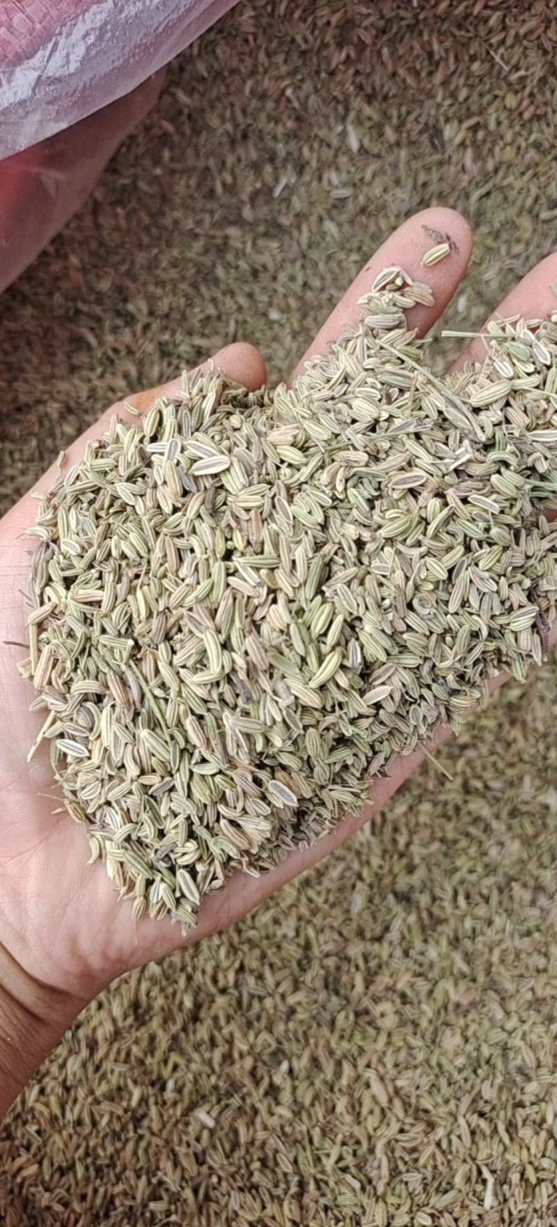 小茴香茴香新货上市产地广西地道药材紫轩堂药业