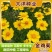 菊花种子多年生大花金鸡菊种子四季易播耐阴耐寒花坛打造花海