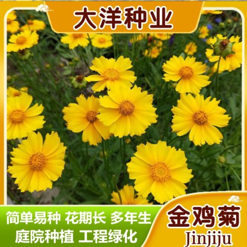 菊花种子多年生大花金鸡菊种子四季易播耐阴耐寒花坛打造花海