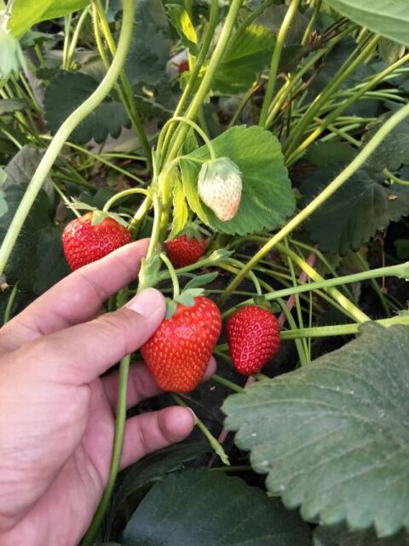 大叶宁玉草莓苗价格，香野草莓苗基地无病虫害