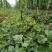 大叶宁玉草莓苗价格，香野草莓苗基地无病虫害