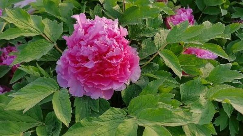 国花品种牡丹，花大特香，好栽易活，南北种植，菏泽发货。