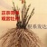 国花品种牡丹，花大特香，好栽易活，南北种植，菏泽发货。