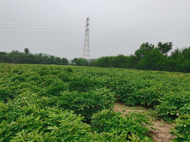国花品种牡丹，花大特香，好栽易活，南北种植，菏泽发货。