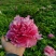 国花品种牡丹，花大特香，好栽易活，南北种植，菏泽发货。