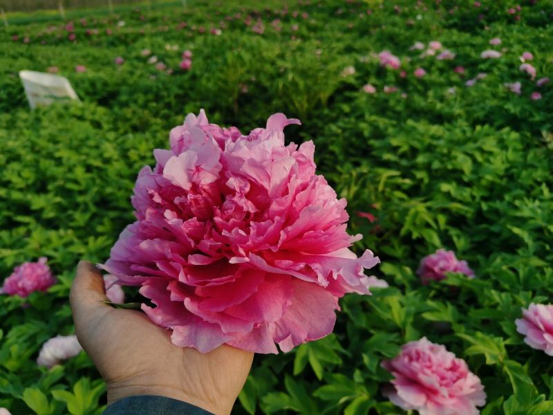 国花品种牡丹，花大特香，好栽易活，南北种植，菏泽发货。