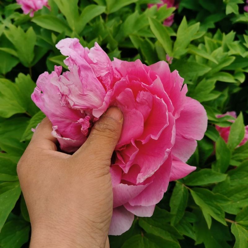 国花品种牡丹，花大特香，好栽易活，南北种植，菏泽发货。