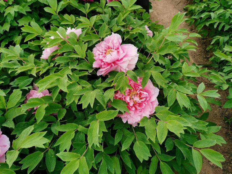 国花品种牡丹，花大特香，好栽易活，南北种植，菏泽发货。