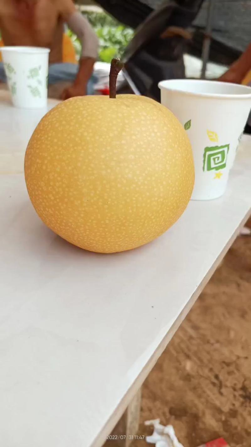 精品黄金梨丰水梨产地直供