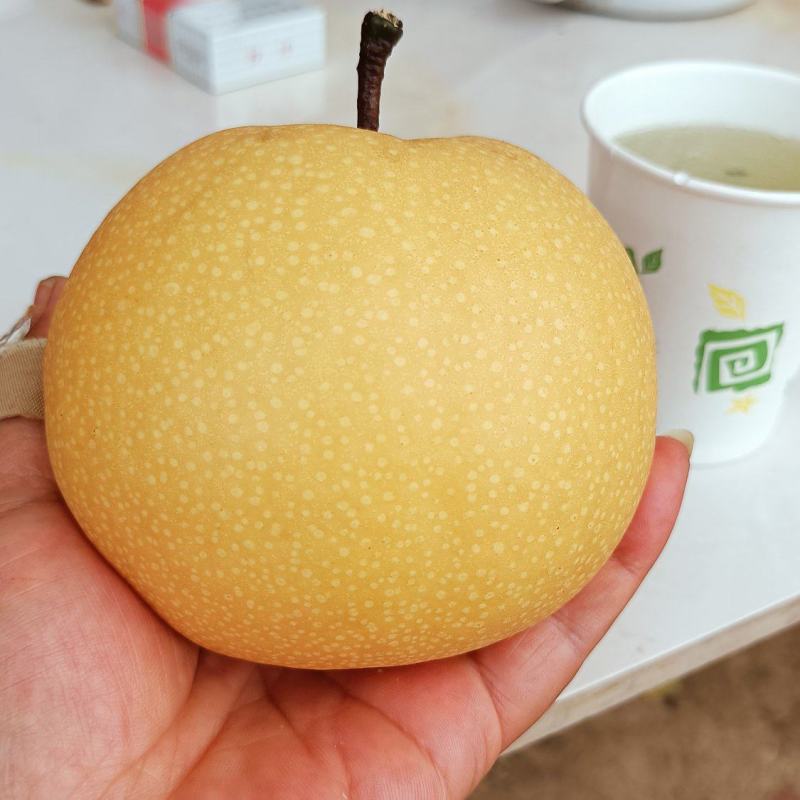 精品黄金梨丰水梨产地直供