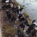 脱温黑番公母鸭条都有，价格随行就市，欢迎咨询