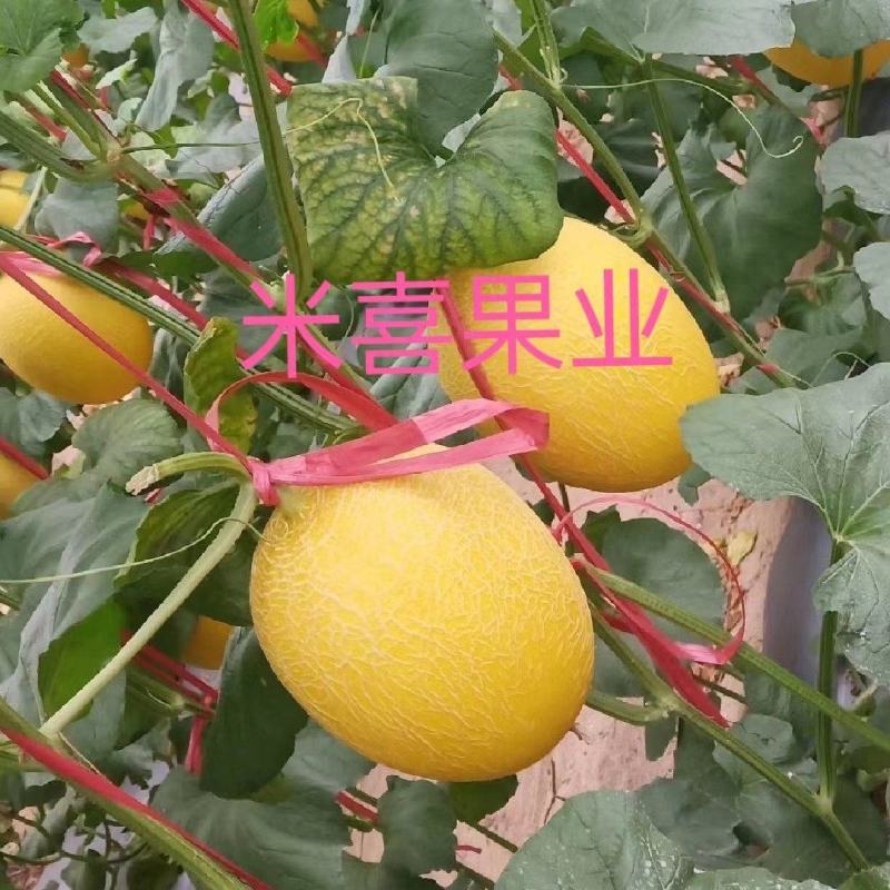 精品海南凤金6号品相好口感甜纹路清晰